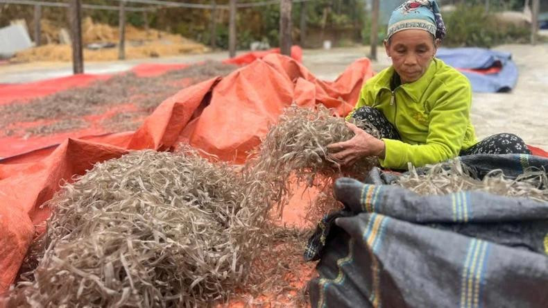 Les vermicelles de Con Minh sont fabriqués de manière artisanale et sans conservateur. Ils se différencient par leur souplesse et leur saveur unique. Photo : Ngoc Tu/NDEL. Les vermicelles de Con Minh sont fabriqués de manière artisanale et sans conservateur. Ils se différencient par leur souplesse et leur saveur unique. Photo : Ngoc Tu/NDEL.