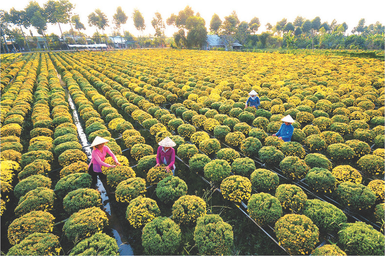 Le village horticole de Sa Dec dans la province de Dông Thap (d elta du Mékong).