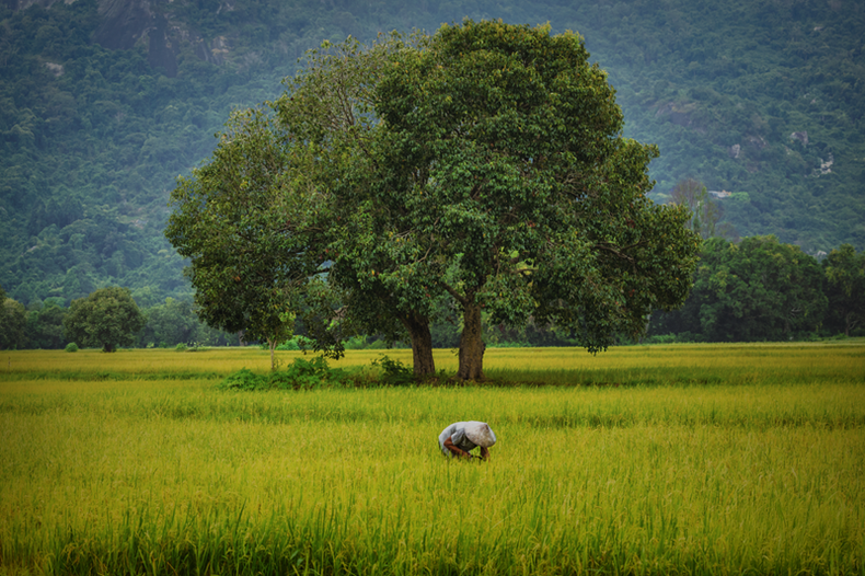 À la fin de l'année, les habitants se rendent aux champs dès l'aube, lorsque la brume légère s’accroche encore aux montagnes, créant une atmosphère paisible typique des campagnes vietnamiennes. À la fin de l'année, les habitants se rendent aux champs dès l'aube, lorsque la brume légère s’accroche encore aux montagnes, créant une atmosphère paisible typique des campagnes vietnamiennes.