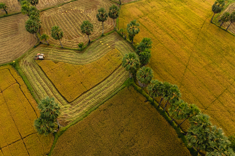 Les machines agricoles, en plus de soulager le travail manuel, ajoutent une touche visuelle aux paysages champêtres. Une moissonneuse-batteuse est visible sur une photo, traçant des motifs dans les rizières de Tà Pạ. La saison de récolte se prolonge jusqu'à la fin décembre. Les machines agricoles, en plus de soulager le travail manuel, ajoutent une touche visuelle aux paysages champêtres. Une moissonneuse-batteuse est visible sur une photo, traçant des motifs dans les rizières de Tà Pạ. La saison de récolte se prolonge jusqu'à la fin décembre.