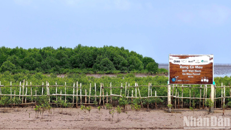 Ca Mau est la seule province du Vietnam bordée des trois côtés par la mer avec un littoral total de plus de 250 km, représentant un tiers du delta du Mékong. Photo : NDEL. Ca Mau est la seule province du Vietnam bordée des trois côtés par la mer avec un littoral total de plus de 250 km, représentant un tiers du delta du Mékong. Photo : NDEL.