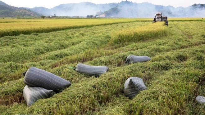 Avec une population de près de 120 millions d’habitants, une économie en pleine croissance et le PIB national supérieur à 400 milliards de dollars, les Philippines constituent un débouché prometteur pour de nombreux produits vietnamiens, dont le riz. Photo: VNA. Avec une population de près de 120 millions d’habitants, une économie en pleine croissance et le PIB national supérieur à 400 milliards de dollars, les Philippines constituent un débouché prometteur pour de nombreux produits vietnamiens, dont le riz. Photo: VNA.