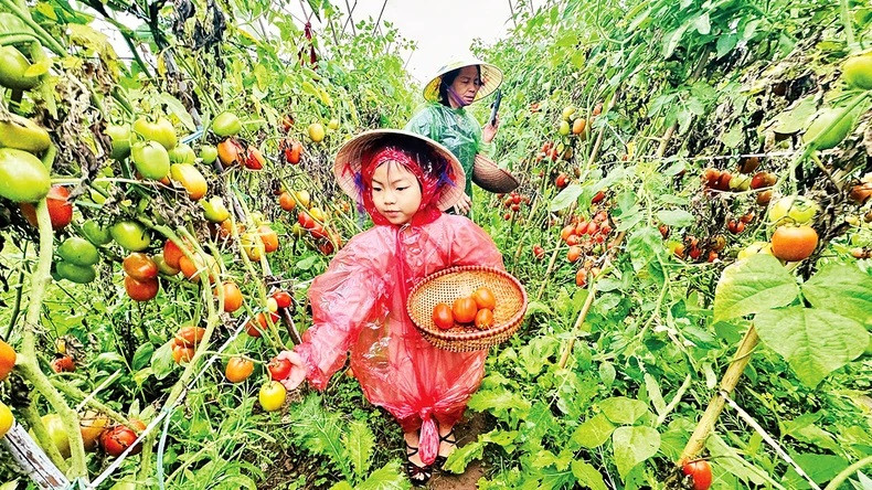 Des touristes découvrent la cueillette des tomates à la ferme de Giang Biên, dans l'arrondissement de Long Biên, capitale Hanoi. Photo : Linh Tam. Des touristes découvrent la cueillette des tomates à la ferme de Giang Biên, dans l'arrondissement de Long Biên, capitale Hanoi. Photo : Linh Tam.