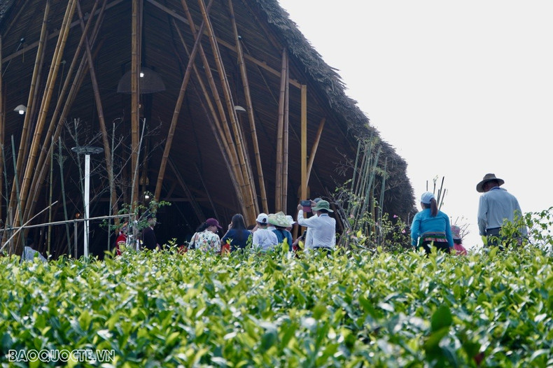 La colline de thé de Long Côc, située dans le district de Tan Son, dans la province de Phu Tho, est l'une des plus belles régions de culture du thé au Vietnam. Cette zone touristique est également connue sous le nom de « Baie de Ha Long dans la moyenne région ». En visitant ce site, les touristes peuvent se promener parmi les collines de thé tout en s'immergeant dans l'atmosphère tranquille et paisible de la région. Photo: baoquocte.vn.