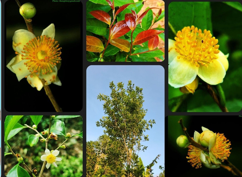 Camellia japonica, communément appelé Camélia du Japon ou plus simplement camélia, est une espèce de plantes à fleurs de la famille des Theaceae. C'est un arbuste originaire d'Asie.