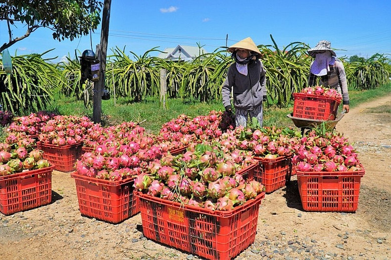 Le fruit du dragon est l'un des produits d'exportation phares du Vietnam vers la Chine. Photo: VNA. Le fruit du dragon est l'un des produits d'exportation phares du Vietnam vers la Chine. Photo: VNA.