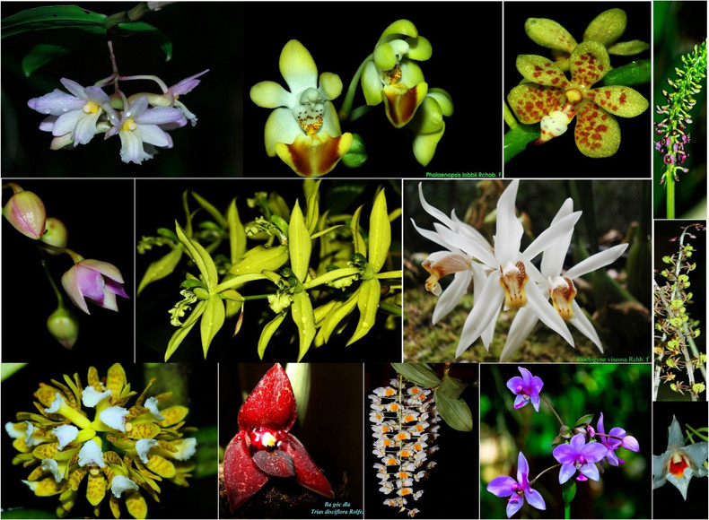 Quelques espèces d'orchidées dans le parc national de Bù Gia Mâp.