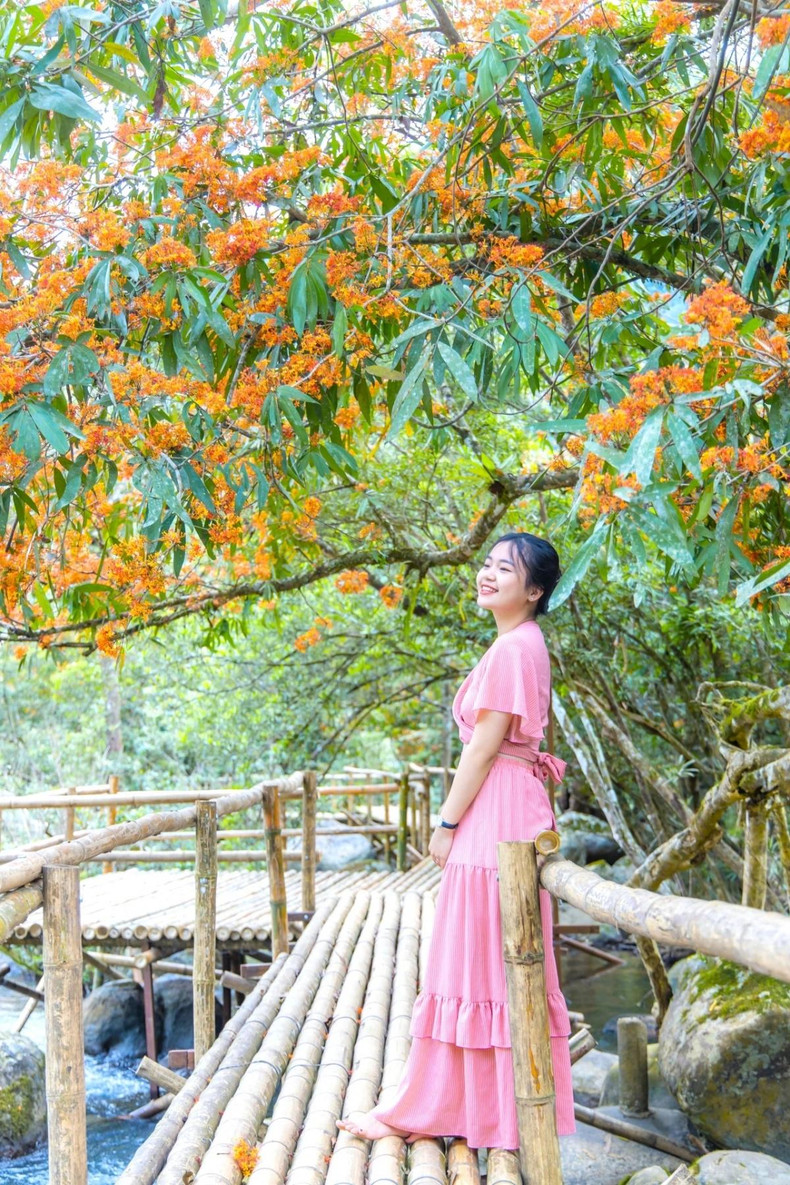 La fleur de saraca asoca a un autre nom : fleur de « sans chagrin », car sa couleur orangé-rouge symbole la foi et l'amour de la vie. Photo : VOV