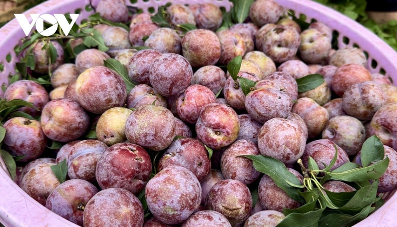 Comme les pruniers poussent dans un environnement pur, les prunes de Môc Châu sont réputées pour leur chair à la fois croquante, parfumée et juteuse. Elles ont donc un goût distinctif par rapport aux autres. Photo: VOV. Comme les pruniers poussent dans un environnement pur, les prunes de Môc Châu sont réputées pour leur chair à la fois croquante, parfumée et juteuse. Elles ont donc un goût distinctif par rapport aux autres. Photo: VOV.