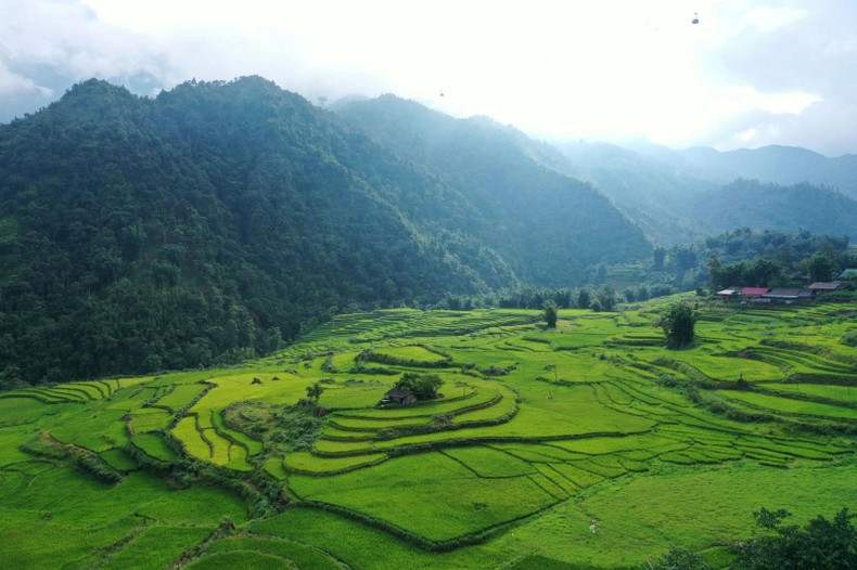 Vu d’en haut, chaque champ tisse de belles courbes sur ce tapis vert enchanteur. Et en regardant du pied de la montagne, cette couleur verte fraîche crée des « escaliers vers le ciel » d'une beauté à couper le souffle. Photo : TNO.