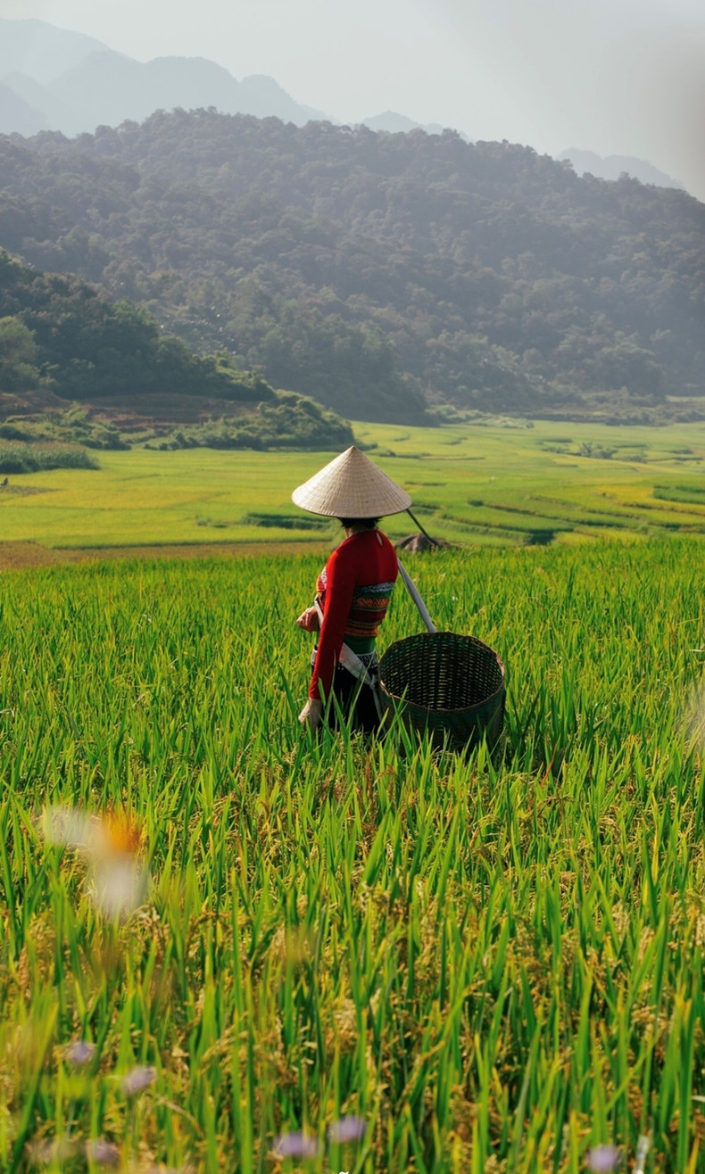 Au village de Kho Muong, le riz est encore vert et devrait mûrir ces deux prochaines semaines. Les touristes devraient prendre des photos des champs en terrasses tôt le matin ou en fin d'après-midi, en évitant le chaud soleil de l'après-midi.
