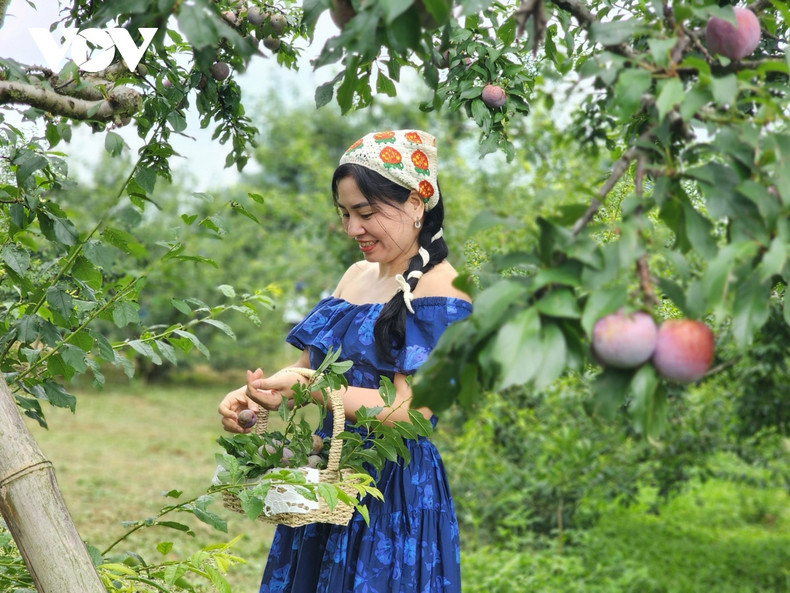 La Fête de la cueillette des prunes de Môc Châu sera prévue le 18 mai, dans la vallée de Na Ka, avec diverses activités intéressantes : un concours de cueillette de prunes, la présentation et la découverte des prunes de Môc Châu, un programme honorant des agriculteurs exemplaires, des jeux folkloriques et sportives (tir à la corde, tir à l’arbalète), des échanges culturels et artistiques, etc. Photo: VOV. La Fête de la cueillette des prunes de Môc Châu sera prévue le 18 mai, dans la vallée de Na Ka, avec diverses activités intéressantes : un concours de cueillette de prunes, la présentation et la découverte des prunes de Môc Châu, un programme honorant des agriculteurs exemplaires, des jeux folkloriques et sportives (tir à la corde, tir à l’arbalète), des échanges culturels et artistiques, etc. Photo: VOV.