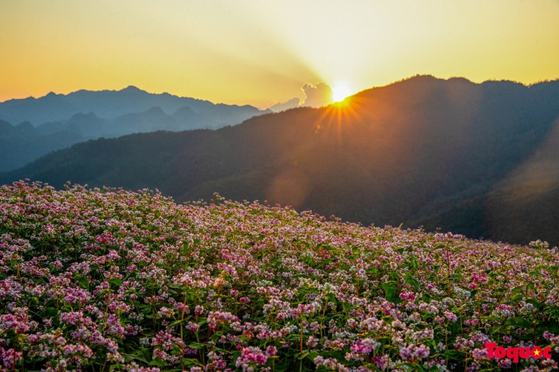 Le sarrasin est cultivé dans les hautes montagnes du nord du Vietnam. Le sarrasin est cultivé dans les hautes montagnes du nord du Vietnam.