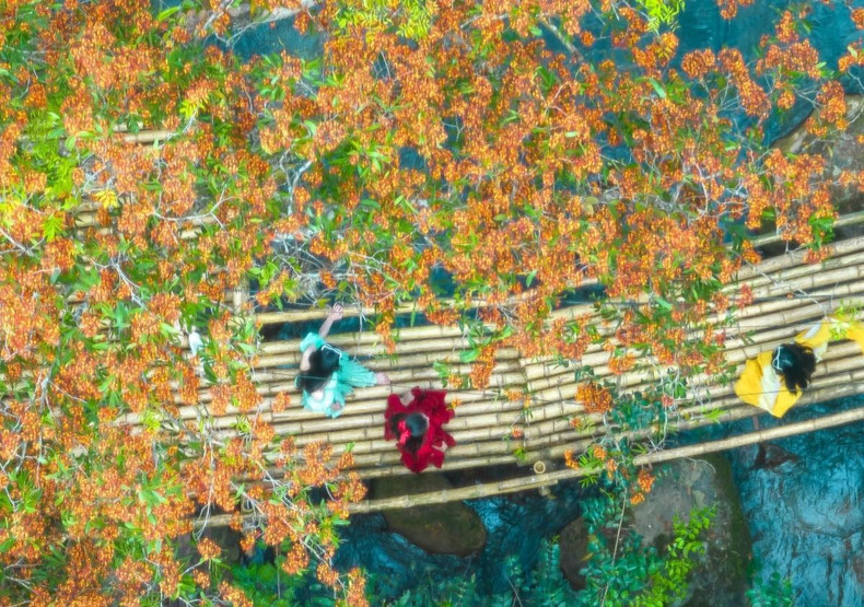 Les fleurs de saraca asoca disposent d'une couleur orangé-rouge brillante et émettent un parfum léger et doux. Saraca asoca est une espèce de plantes à fleurs dicotylédones de la famille des Fabaceae, sous-famille des Caesalpinioideae. C'est un arbre originaire du sous-continent indien. Photo : VOV