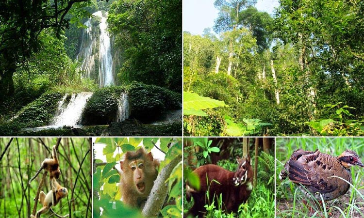 D’une superficie totale d'environ 26 000 hectares, le parc national de Bù Gia Mâp compte une biodiversité riche tant en faune qu’en flore.