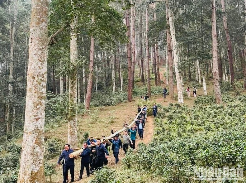 Le rituel d’érection de la perche « nêu », un symbole sacré pour repousser la malchance et apporter la chance pour la nouvelle année. Photo : NDEL.