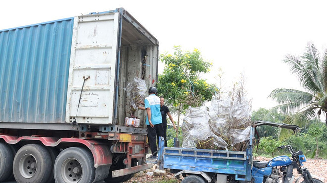 Des abricotiers de Bình Loi sont transportés vers le Nord. Photo : CVN.