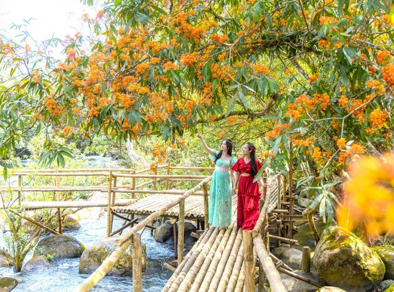 Ces jours-ci, les visiteurs sont émerveillés d’admirer la beauté des milliers de fleurs de saraca asoca qui s'épanouissent tout au long du ruisseau Mooc. Cela offre aux visiteurs une expérience inoubliable. Photo : VOV