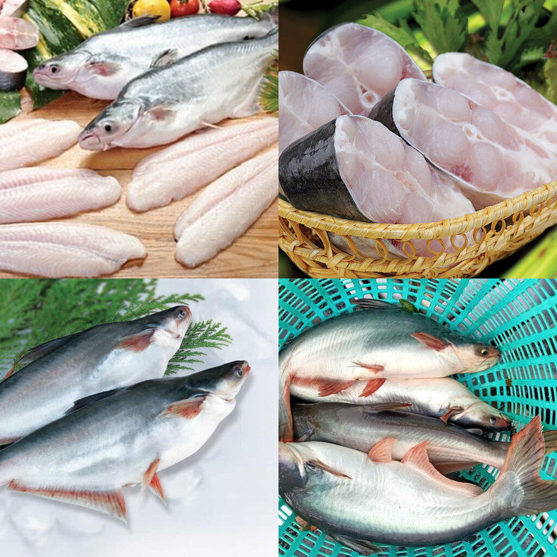 Malgré la distance géographique, le pangasius vietnamien est bien apprécié par les consommateurs mexicains. Malgré la distance géographique, le pangasius vietnamien est bien apprécié par les consommateurs mexicains.