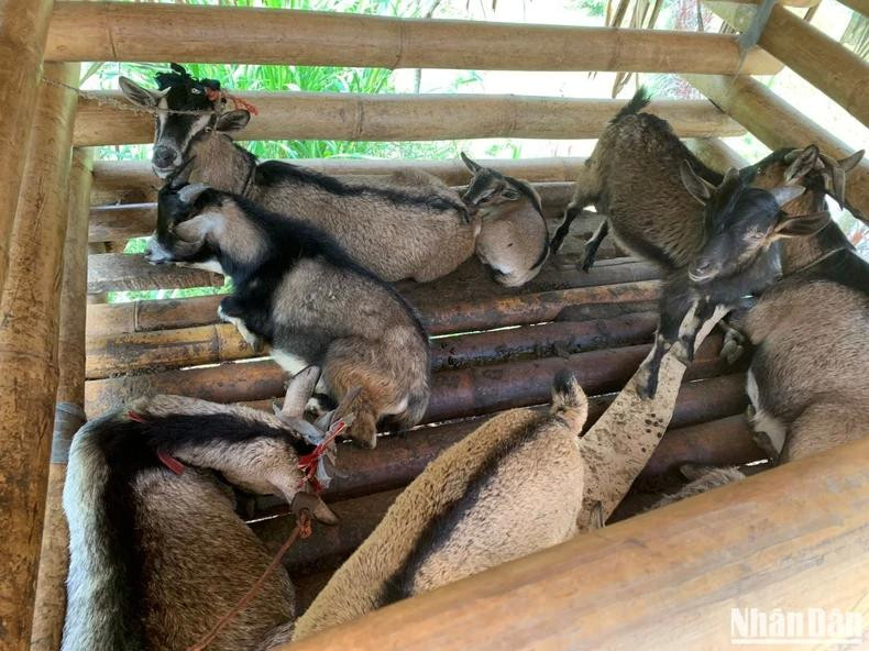 Élevage de chèvres, une source de revenus pour les femmes ethniques à Hà Giang, dans le cadre du projet AWEEV. Photo: NDEL.