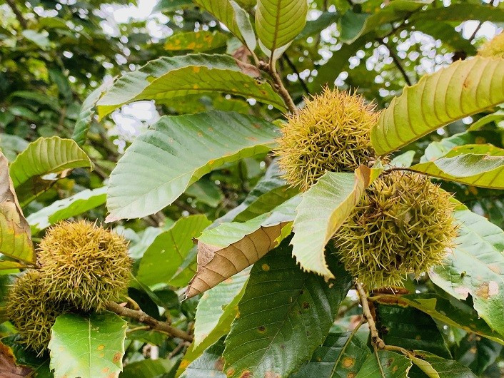 Des châtaignes en attente de récolte Des châtaignes en attente de récolte
