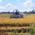 Récolte de riz à faibles émissions à la coopérative de services agricoles de Hông Phat, commune de Vinh Thanh, province de Cà Mau. Photo : VNA.