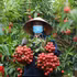 La zone du litchi de Bac Ninh reconnaît 143 beaux vergers