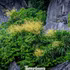 La floraison des dracaenas de montagne pare de jaune les falaises de la baie d'Ha Long