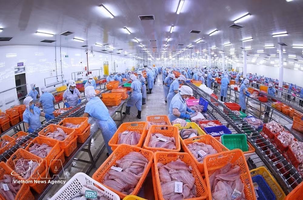 Chaîne de transformation du pangasius répondant aux normes d’exportation à l’usine Dai Tay Duong (Navico), entreprise disposant de la deuxième plus grande chaîne intégrée de production et d’exportation de pangasius au monde. Photo : VNA.