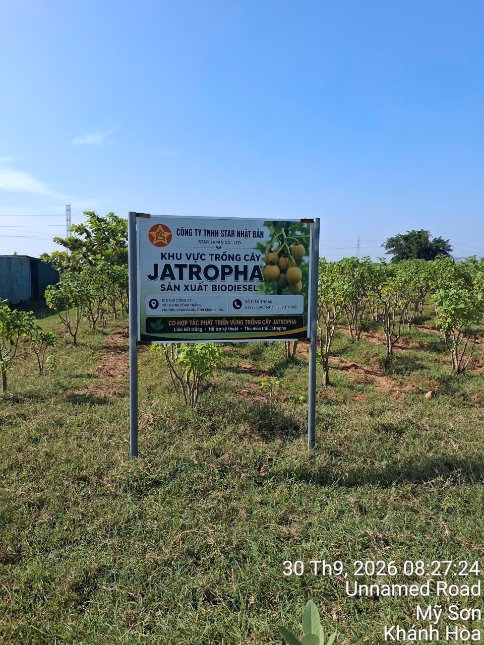 Plantation de jatropha de Star Japan dans la commune de My Son, province de Khanh Hoa. Photo : Star Japan.