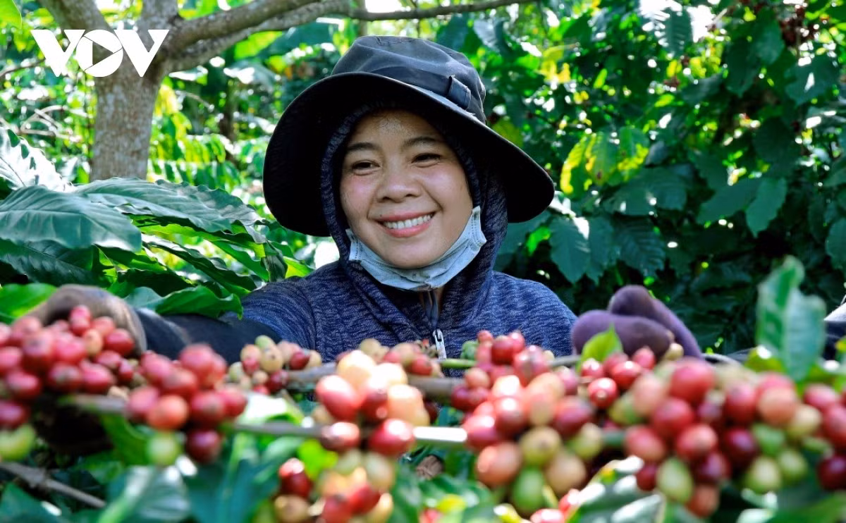 cafe-vov.jpg