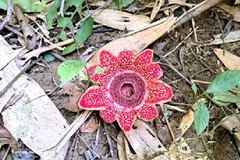 La plante rare Sapria himalayana dans le Parc national de Phong Nha – Ke Bang. Photo : VNA.