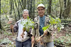 Comment le ginseng Ngoc Linh enrichit tout un village des Xe Dang