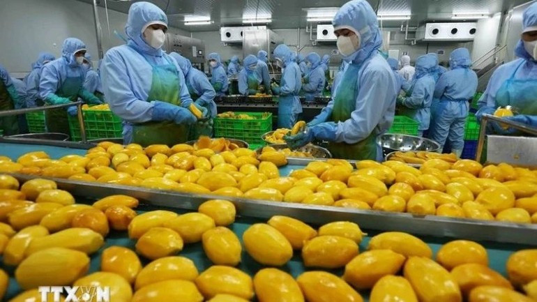 La transformation de produits à base de mangue destinés à l'exportation vers les marchés des États-Unis, de l'Europe, de la République de Corée et du Japon dans l'usine de la société par actions de fruits et légumes d’An Giang, province de Lam Dong. Photo : NDEL xoai.jpg