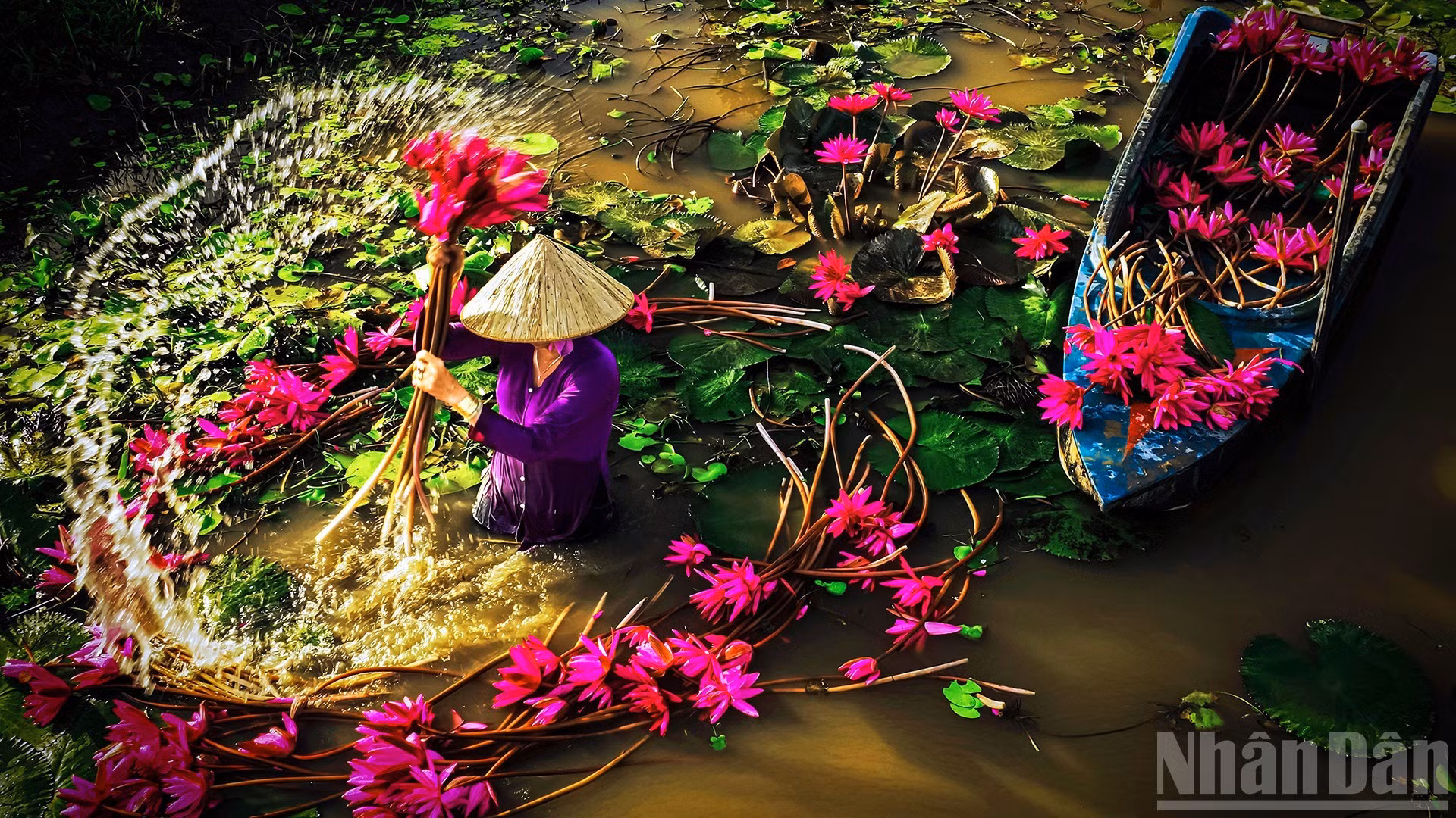 La saison des fleurs de nénuphar en pleine floraison. Photo: nhandan.vn