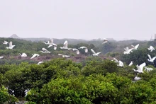 Le parc national de Xuan Thuy est surnommé la "gare internationale des oiseaux". Photo : nhandan.vn
