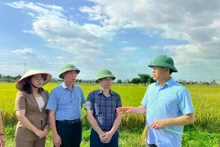  Le directeur du Département de l’Agriculture et de l’Environnement de Hanoï, Nguyen Xuan Dai, inspecte la production en 2025. Photo: kinhtedothi.vn