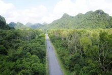 Forêt naturelle sur l’île de Cat Ba, à Hai Phong. Photo: vnexpress.net