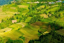 Un tableau automnal de rizières en terrasses à couper le souffle à Son La. Photo : tienphong.vn