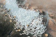 Un troupeau de canards blancs se déplaçant en cadence, crée une scène semblable à un « tourbillon blanc » au milieu de la nature. Photo : tienphong.vn