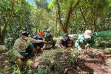 Les minorités ethniques de la province de Quang Ngai choisissent les plants de ginseng Ngoc Linh avant la plantation. Photo: nhandan.vn