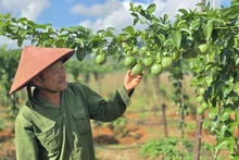 Le fruit de la passion (maracuja) occupe la première place en termes de croissance des exportations de fruits et légumes vers le marché de l’UE, représentant environ 25 % du chiffre d’affaires total et enregistrant une augmentation de plus de 100 %. Photo : congthuong.vn