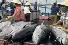 Débarquement du thon au port de pêche de Dong Tac. Photo : VOV.