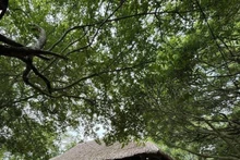 La maison communale de Tan Trao, où s’est tenu le Congrès national le 16 août 1945, a adopté la ligne directrice de l’Insurrection générale. Photo : VOV.