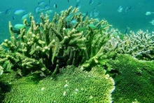 La gestion de la conservation des écosystèmes forestiers et marins du Parc national de Con Dao est transparente depuis de nombreuses années. Photo : Parc national de Con Dao.