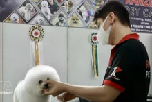 Le Vietnam s’impose comme une destination stratégique pour les exportateurs sud-coréens d’aliments et d’accessoires pour animaux de compagnie. Photo: VNA