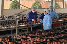 Le fruit de la passion constitue une importante source de devises à l’exportation vers le marché de l’Union européenne. Photo: nhandan.vn