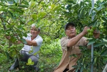 Le verger de citronniers de Pham Van Niem, membre de la coopérative de services agricoles My Long (province de Dong Thap. Photo : nhandan.vn