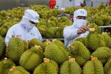 Le durian est l’un des produits d’exportation importants du Vietnam. Photo: hanoimoi.vn