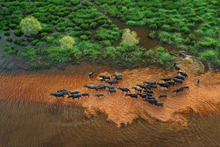 Les troupeaux de buffles traversent les champs à la recherche de nourriture. Photo : lifestyle.znews.vn